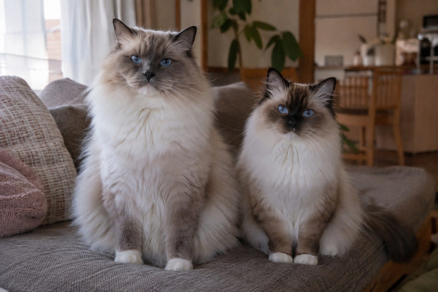 ソファの上に並んで座る、ラグドールの成猫2頭。1頭はもう1頭よりひと回り大きく、胸と肩の幅が広い