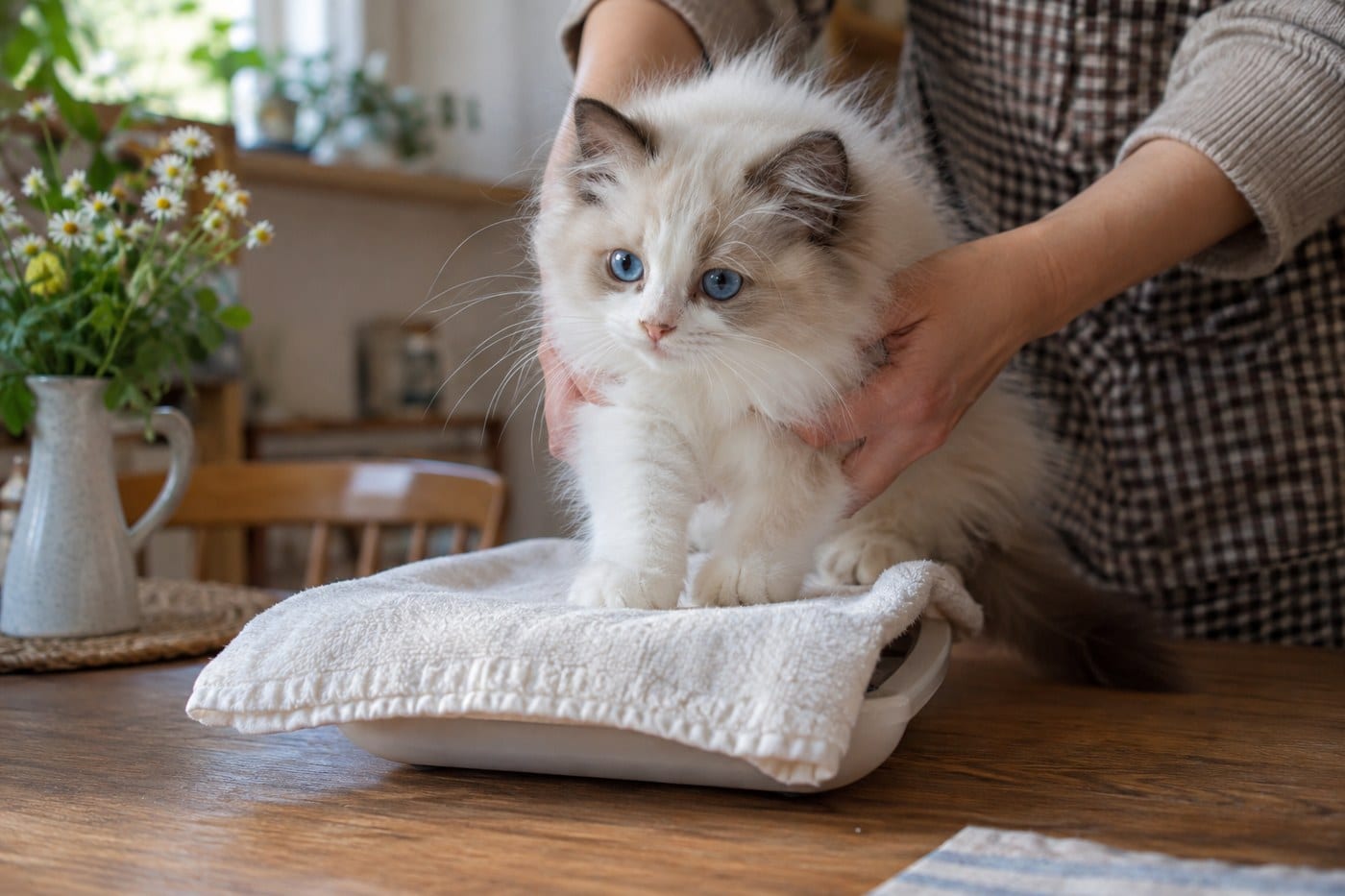タオルを敷いたキッチンスケールの上に、そっと乗せられる青い目のラグドールの子猫。両側から手が添えられている