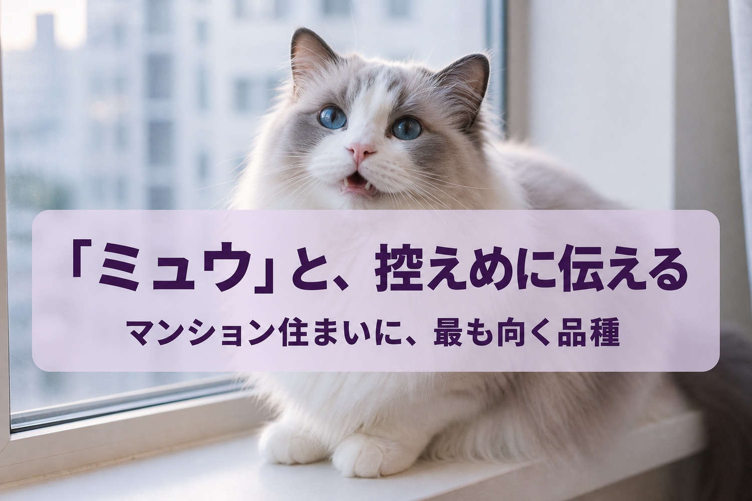 窓辺で口を小さく開けて控えめに鳴くラグドール。「ミュウ」と控えめに伝える、マンション住まいに最も向く品種