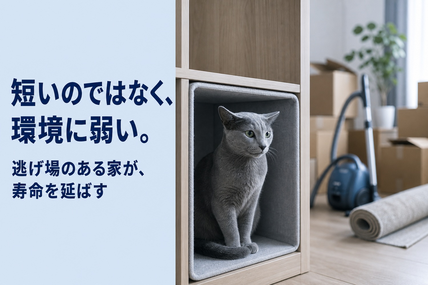 引越しの段ボールや掃除機がある部屋で、隠れ家キューブに落ち着いて座るロシアンブルー。短いのではなく環境に弱い、逃げ場のある家が寿命を延ばす
