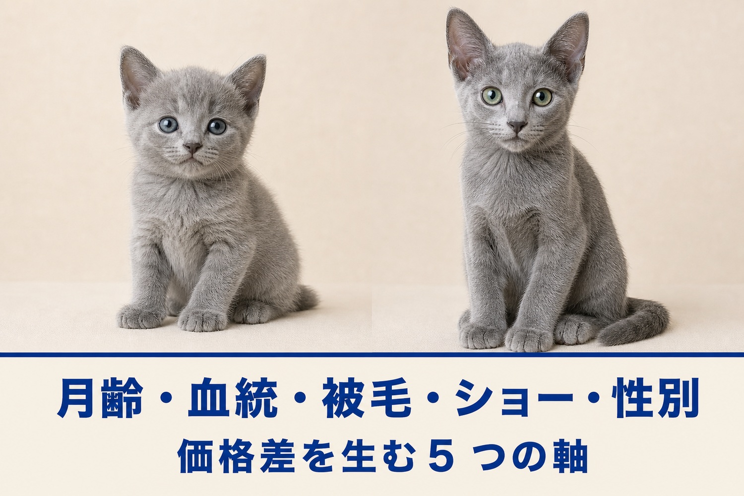 月齢の違うロシアンブルーの子猫2匹(左8週・右14週)を並べた比較。月齢・血統・被毛・ショー・性別が価格差を生む5つの軸