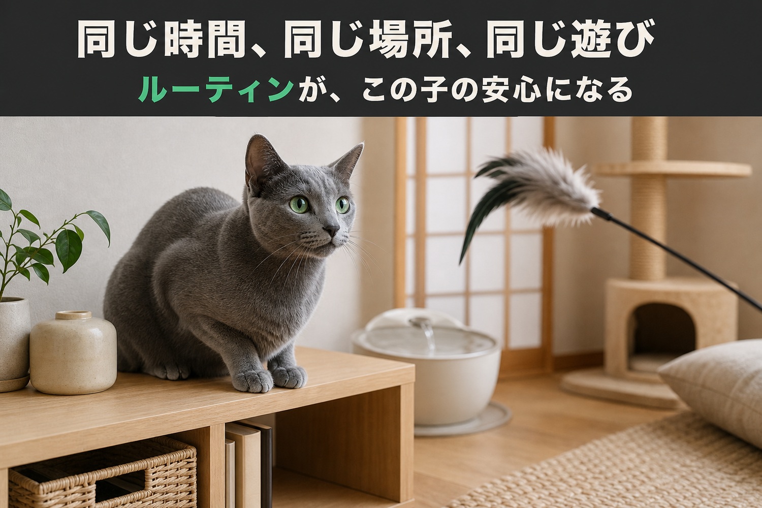 和室でじゃらしを見つめ遊ぶ姿勢のロシアンブルー。流水器と低めのキャットタワーのある落ち着いた環境。同じ時間・同じ場所・同じ遊び、ルーティンがこの子の安心になる