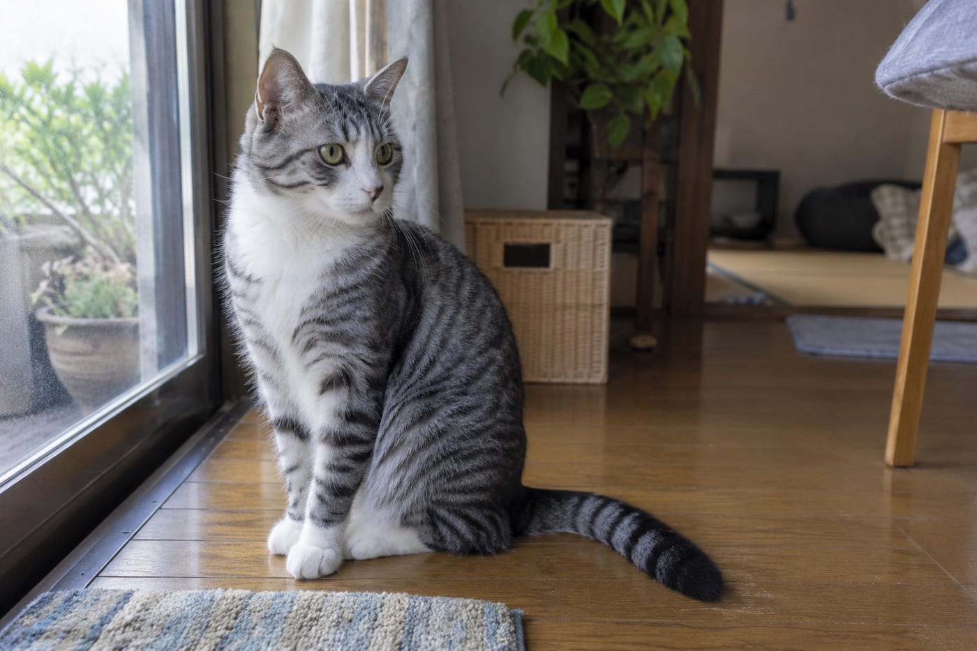 銀灰色の地に黒い縞があり、胸元と前足が白いサバ白の成猫が、窓辺の床に座っている