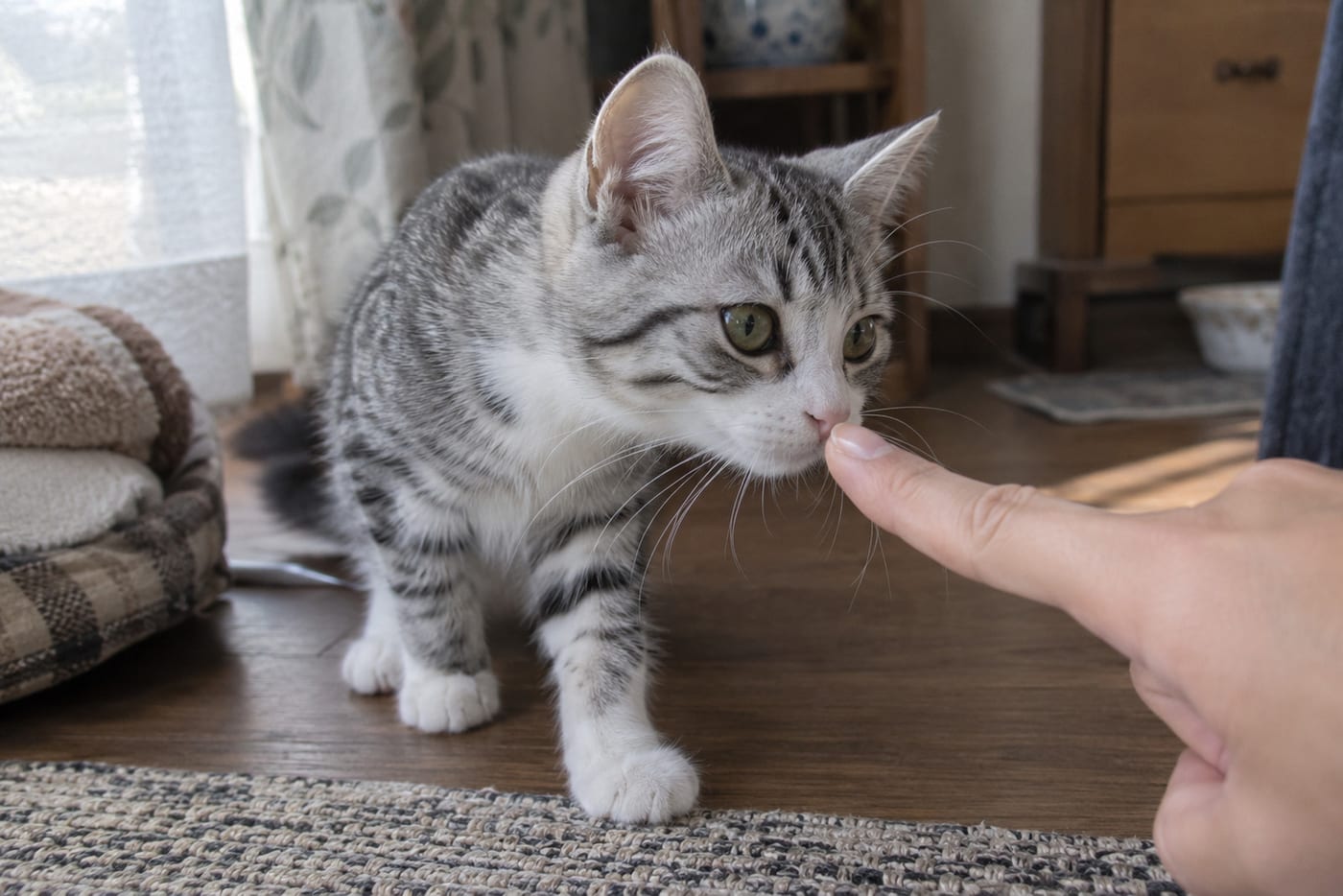 差し出された指のにおいを、そっと確かめるサバ白の子猫