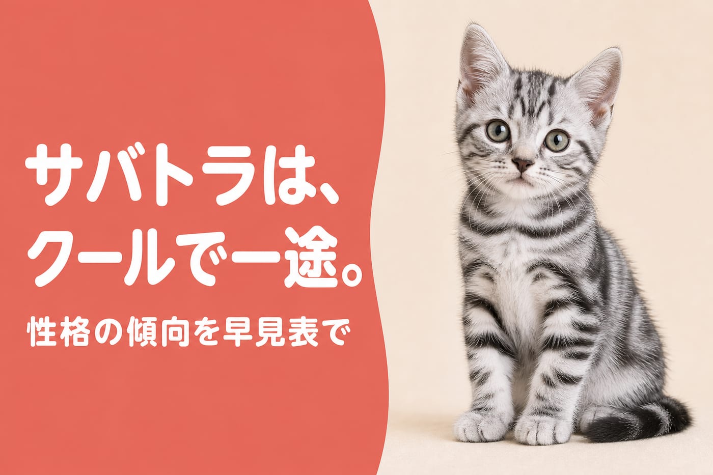 サバトラはクールで一途と伝えるサーモン帯バナーと背筋を伸ばして座るシルバータビーの子猫