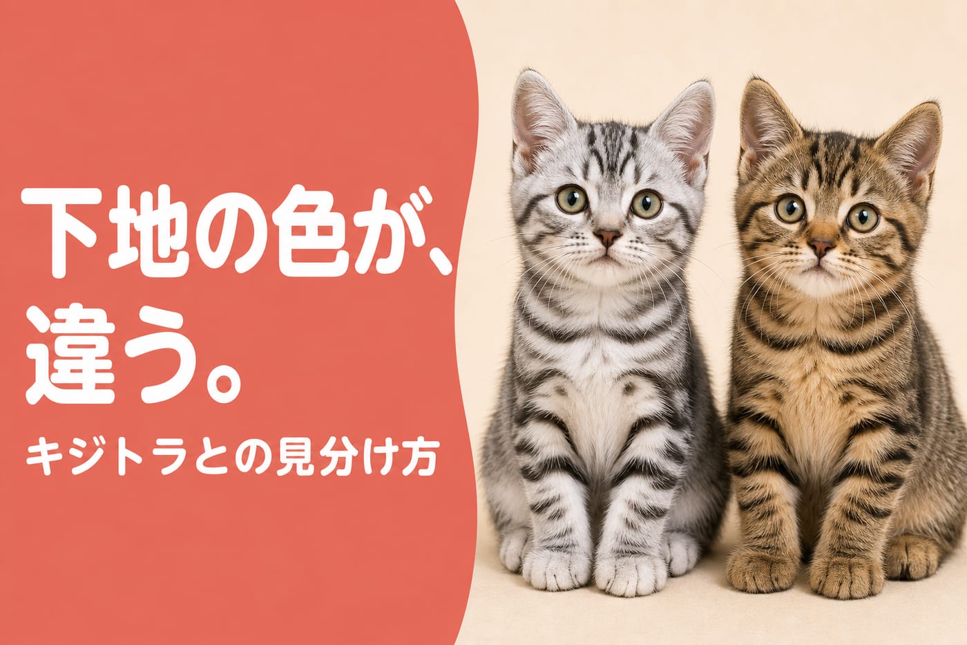 下地の色が違うと伝えるサーモン帯バナーと並んで座るサバトラとキジトラの子猫