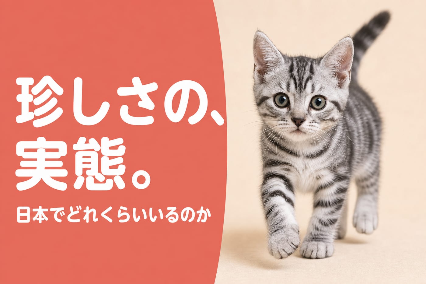 珍しさの実態を伝えるサーモン帯バナーと歩いてくるサバトラの子猫