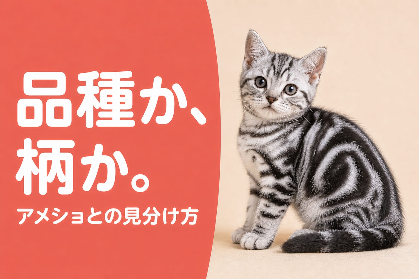 品種か柄かと伝えるサーモン帯バナーと渦巻き模様のシルバークラシックタビーの子猫
