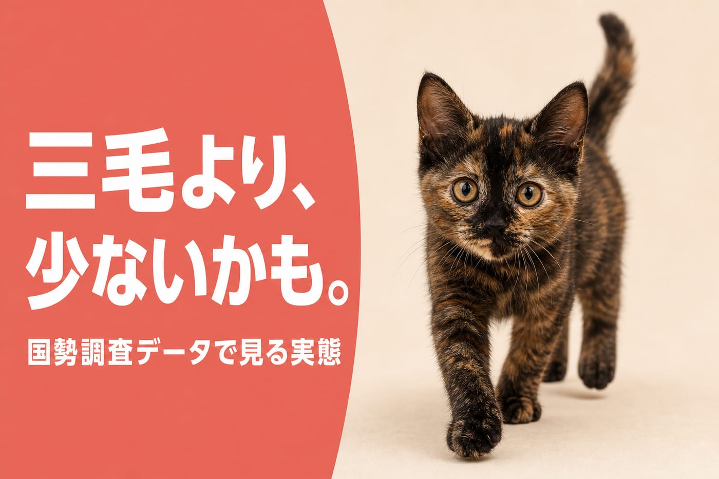 三毛より少ないかもと伝えるサーモン帯バナーと歩いてくるサビ柄の子猫