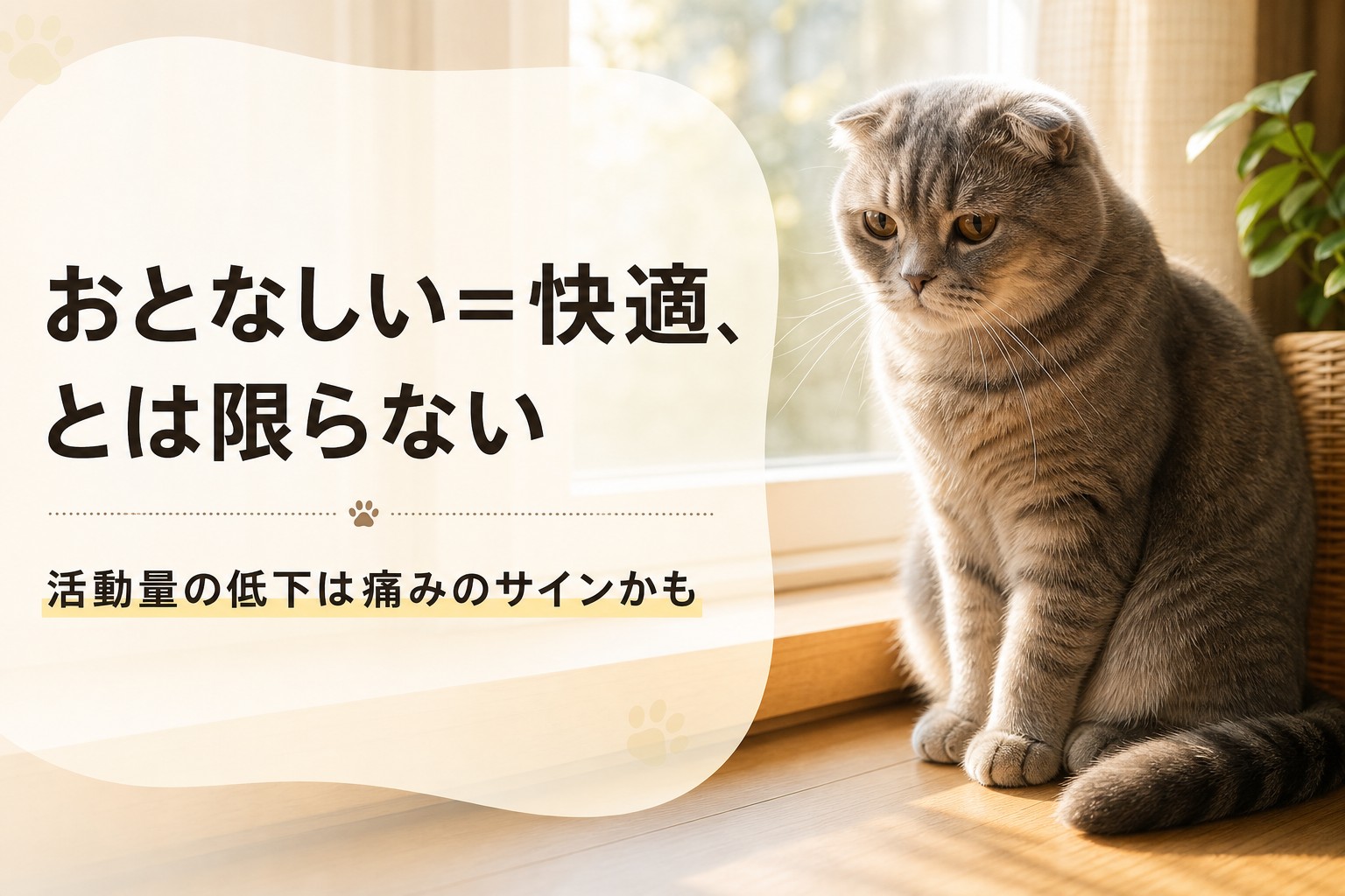 窓辺で穏やかに座るスコティッシュフォールド