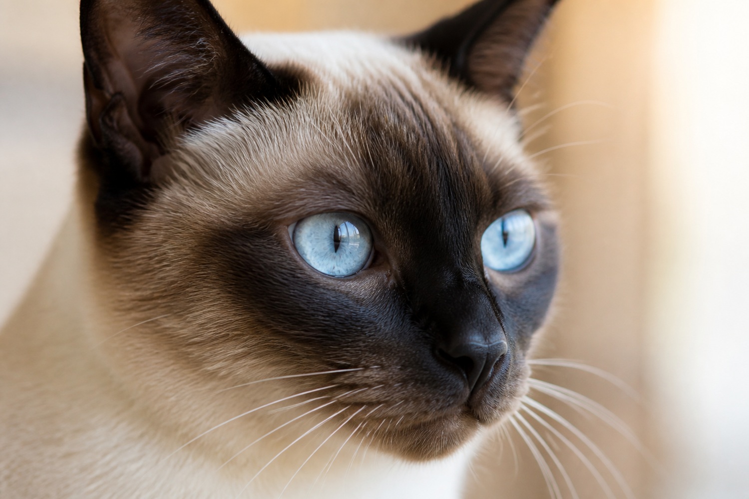アイスブルーの瞳を持つシャム猫の顔のクローズアップ。視覚は早期発見の窓口、夜間の見え方の変化に気づくことが大切