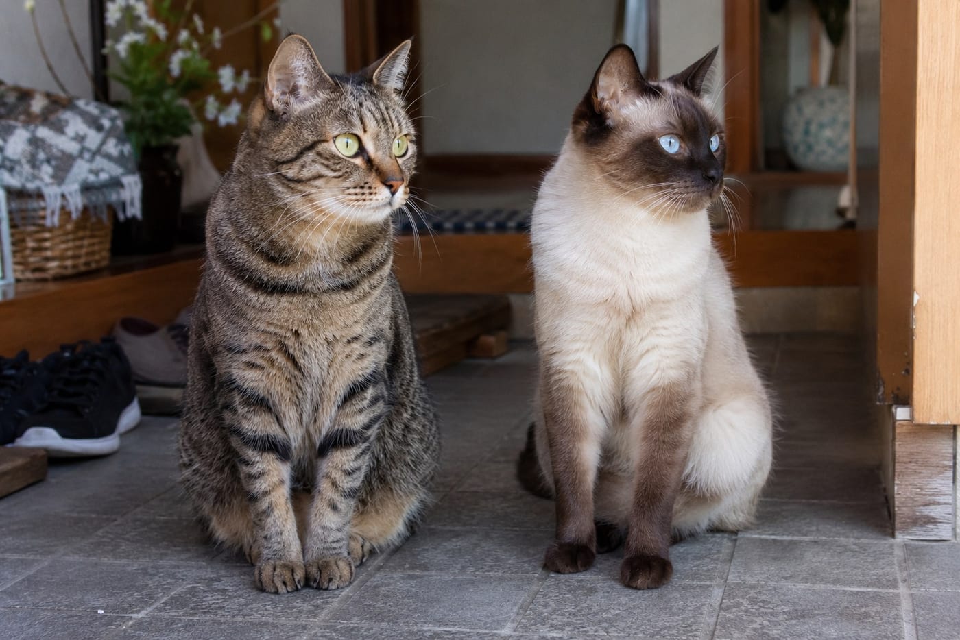 並んで座る、キジトラの短毛の猫と、顔・耳・足先が濃い茶色でクリーム色の体をした青い目の短毛の猫
