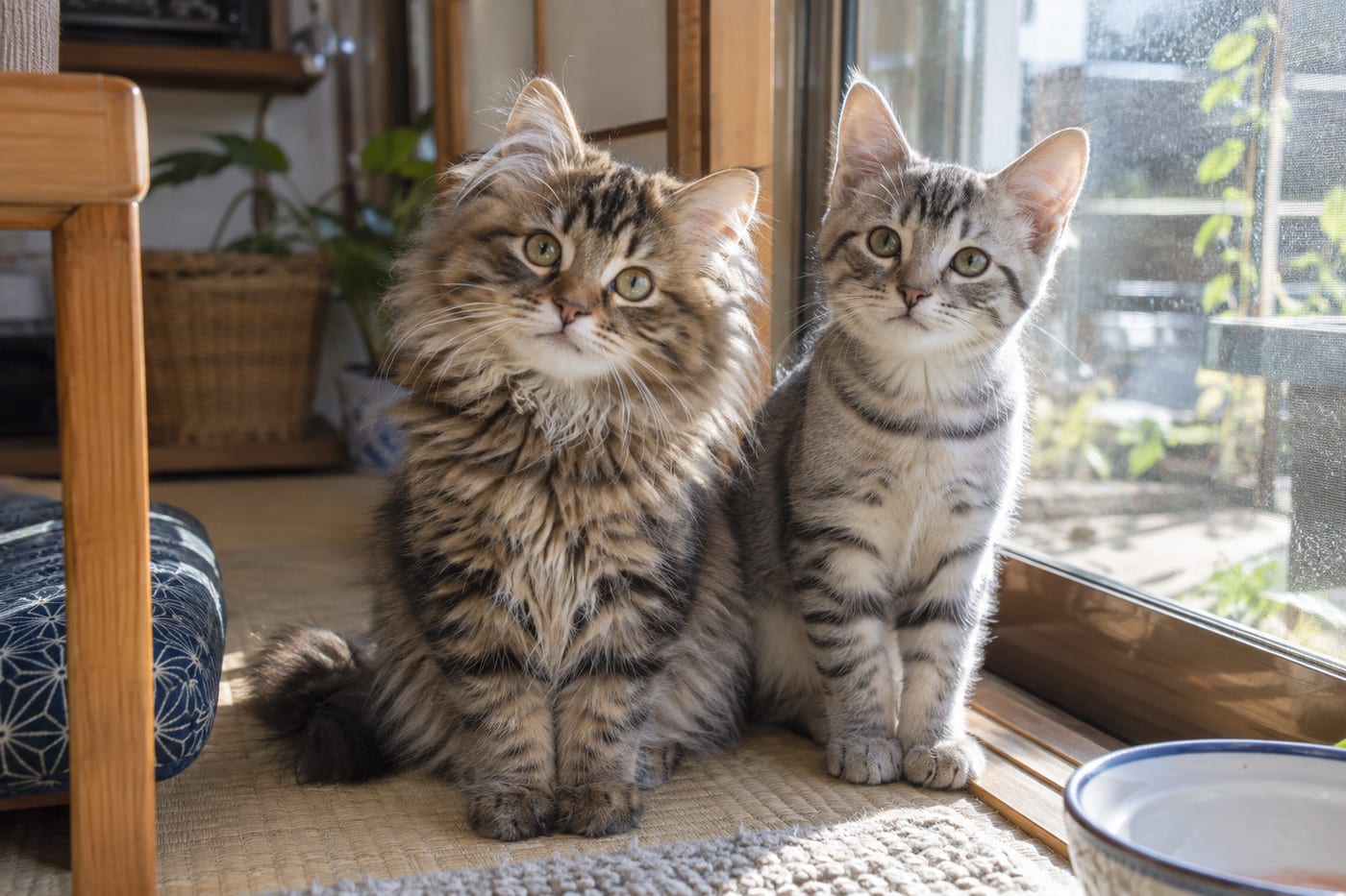 窓辺の日だまりに並んで座る、ふさふさの長毛のサイベリアンの子猫と、短毛の子猫