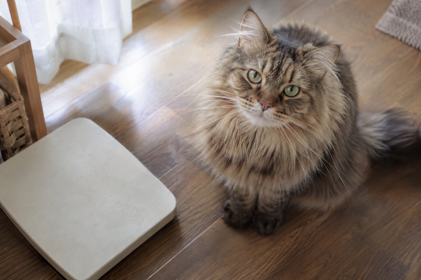 体重計の横に座って正面を見上げる、茶色のタビー柄で長毛のサイベリアンの成猫