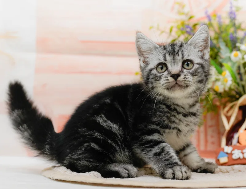 アメリカンショートヘア（American Shorthair）の子猫 - Flowens Cat ブリーダー直販
