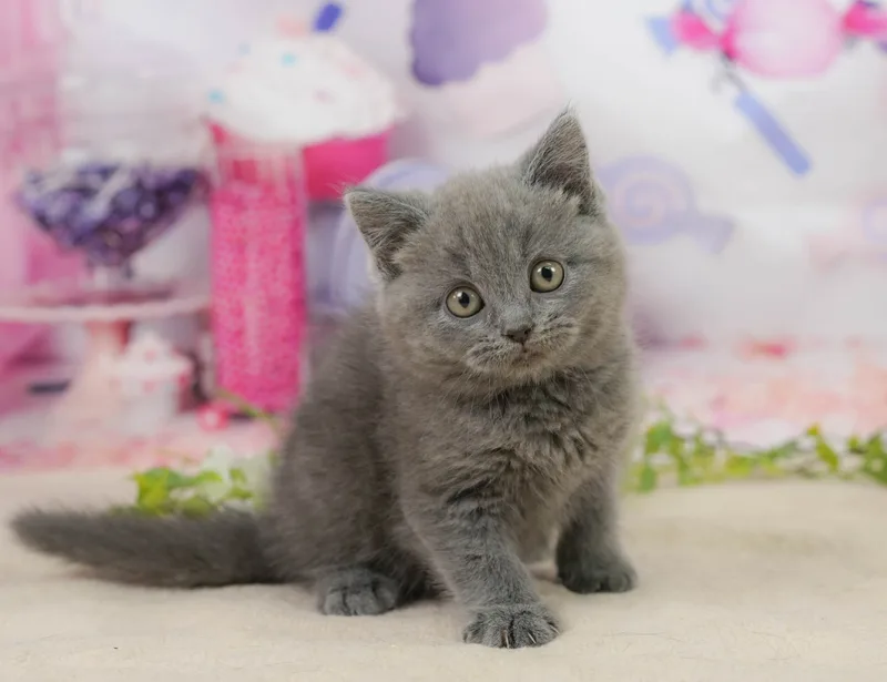 ブリティッシュショートヘア（British Shorthair）の子猫 - Flowens Cat ブリーダー直販