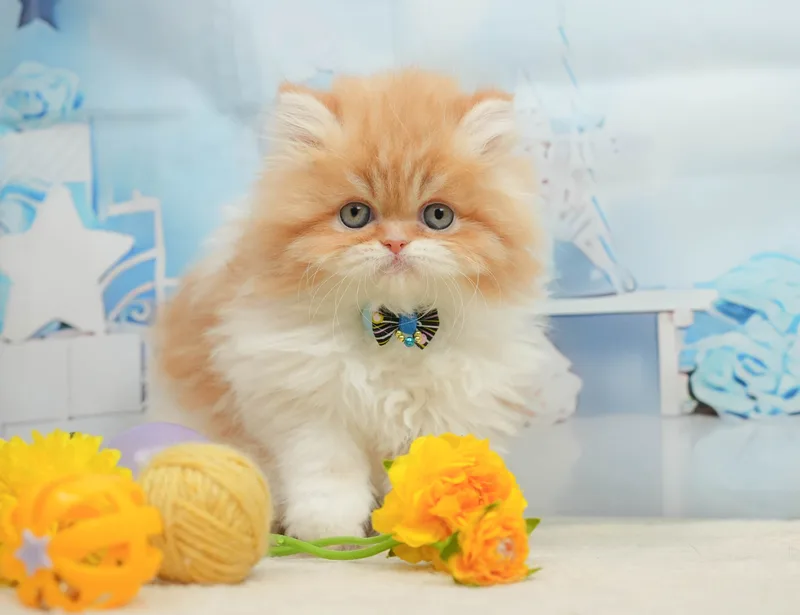エキゾチックショートヘア（Exotic Shorthair）の子猫 - Flowens Cat ブリーダー直販
