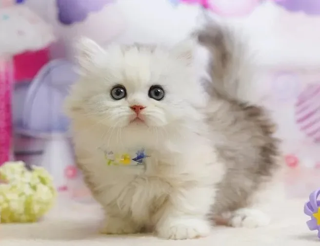 ミヌエット（Minuet）の子猫 - Flowens Cat ブリーダー直販