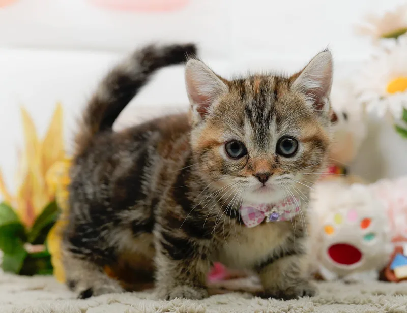 マンチカン（Munchkin）の子猫 - Flowens Cat ブリーダー直販