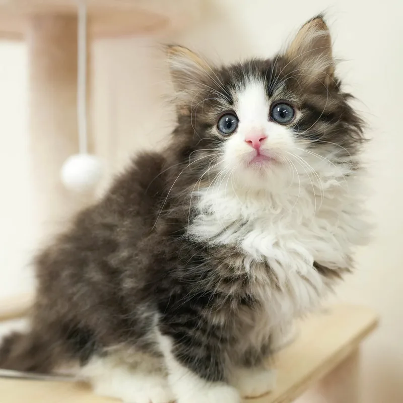 ノルウェージャンフォレストキャット（Norwegian Forest Cat）の子猫 - Flowens Cat ブリーダー直販