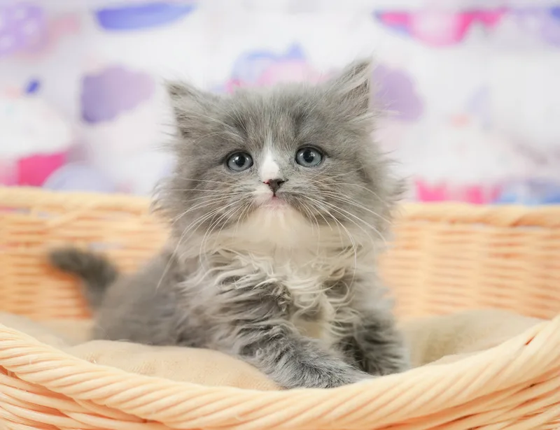 ラガマフィン（Ragamuffin）の子猫 - Flowens Cat ブリーダー直販