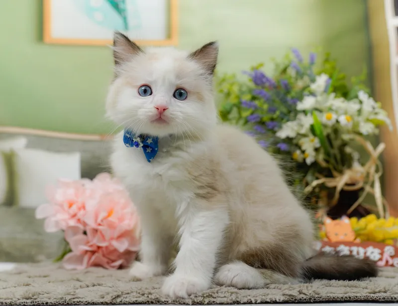 ラグドール（Ragdoll）の子猫 - Flowens Cat ブリーダー直販