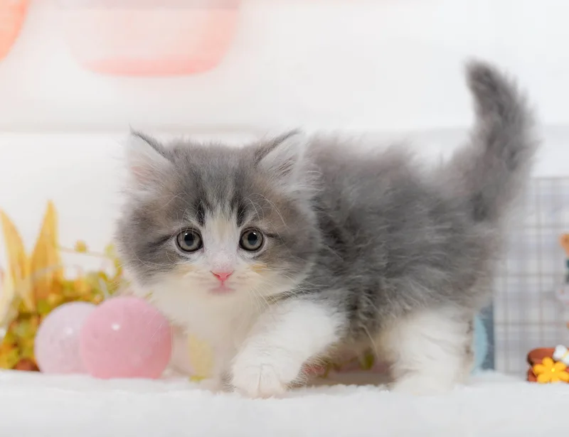 サイベリアン（Siberian）の子猫 - Flowens Cat ブリーダー直販