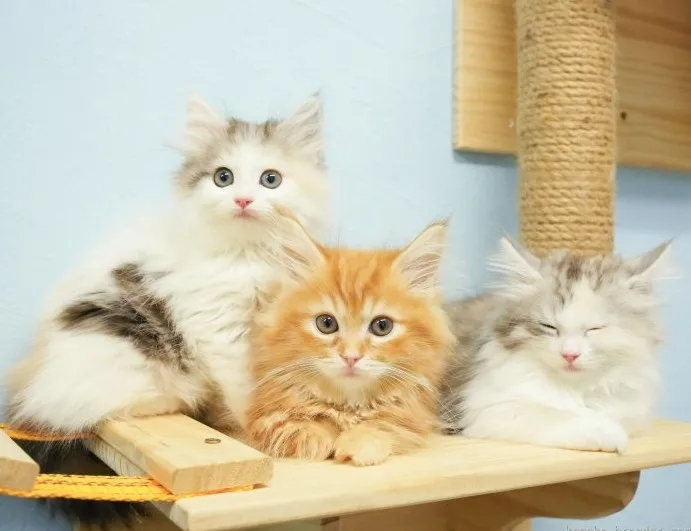 コスモスファーム（千葉県茂原市）- ブリーダー 渡邊 舞