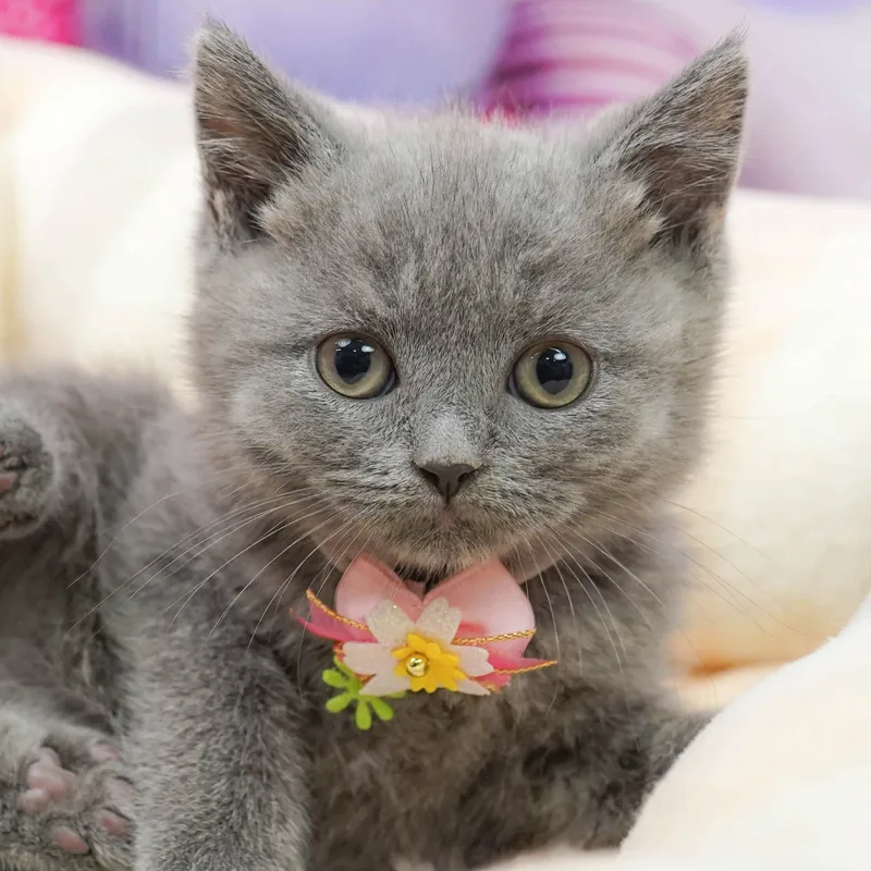 ブリティッシュショートヘアの子猫 オス ブルー