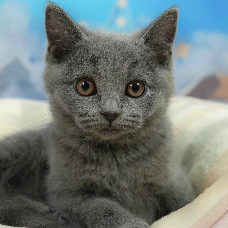 ブリティッシュショートヘアの子猫 オス ブルー