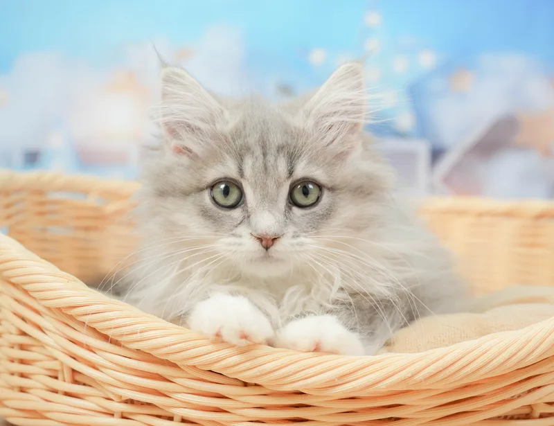 サイベリアンの子猫 メス ブルータビー＆ホワイト