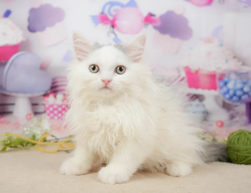 サイベリアンの子猫 メス ブルー＆ホワイト - コスモスファーム