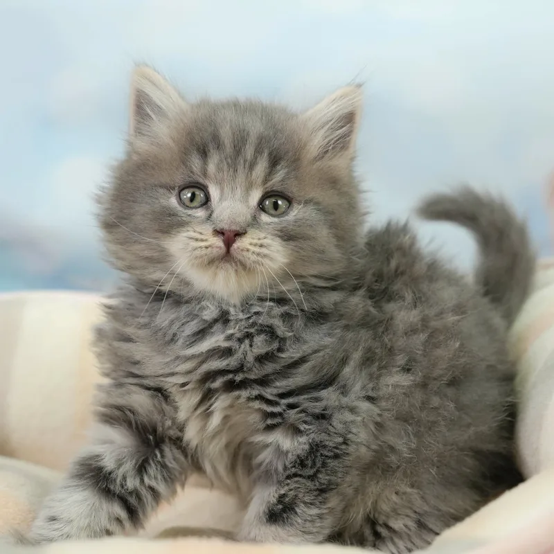 マンチカンの子猫 オス ブルータビー - パピーヴィレッジ シラコバト