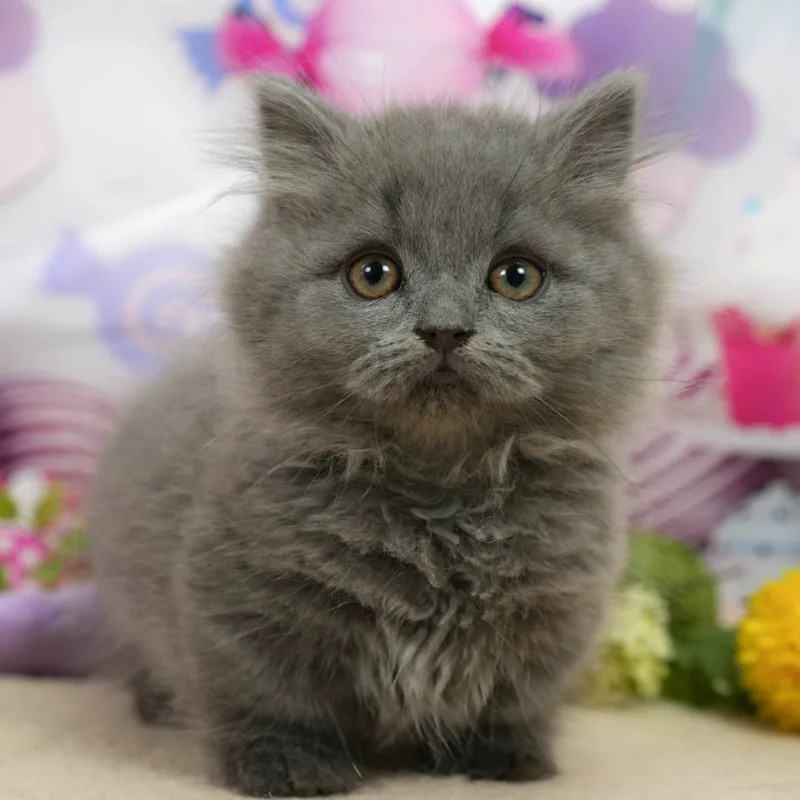 マンチカンの子猫 オス ブルースモーク - パピーヴィレッジ シラコバト