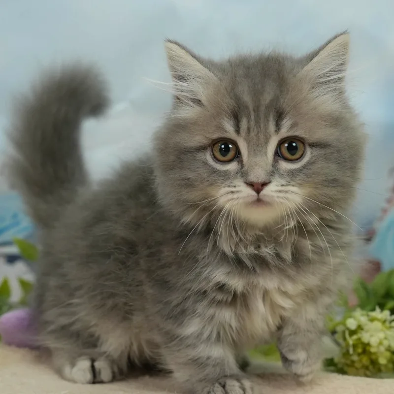 マンチカンの子猫 オス ブルータビー - パピーヴィレッジ シラコバト