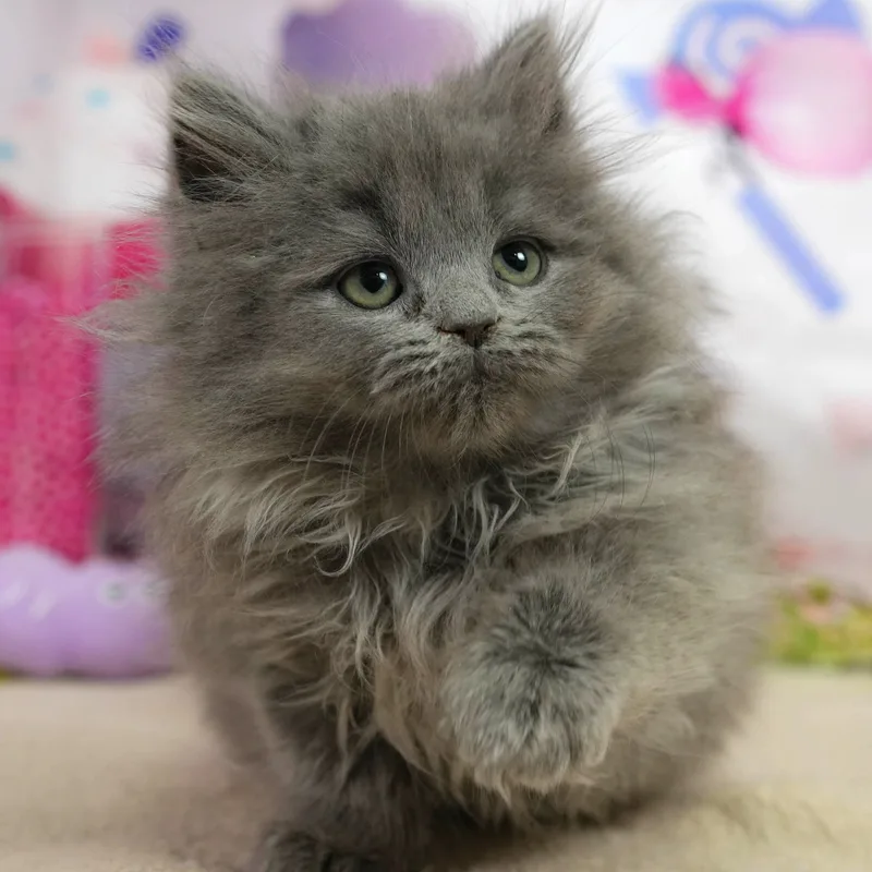 ラガマフィンの子猫 オス ブルー - パピーヴィレッジ シラコバト