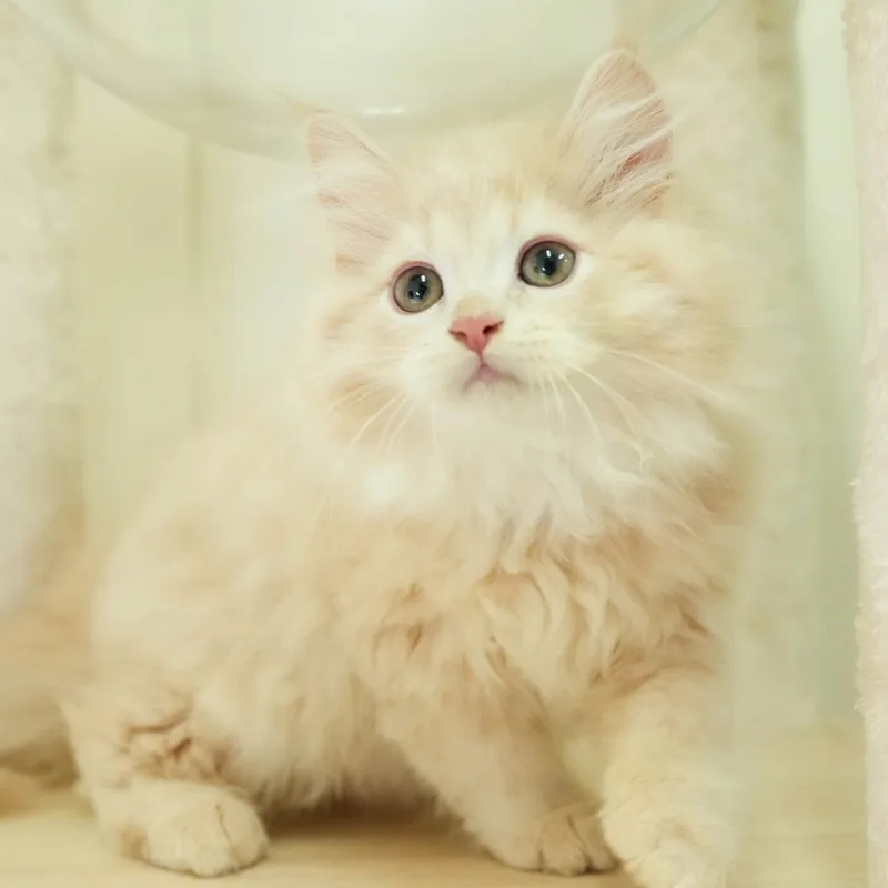 サイベリアンの子猫 オス クリームタビー - パピーヴィレッジ シラコバト