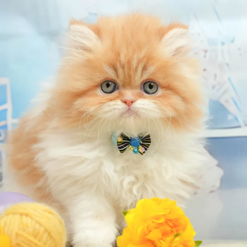 エキゾチックショートヘアの子猫 メス レッドタビー＆ホワイト - パピーヴィレッジ シラコバト