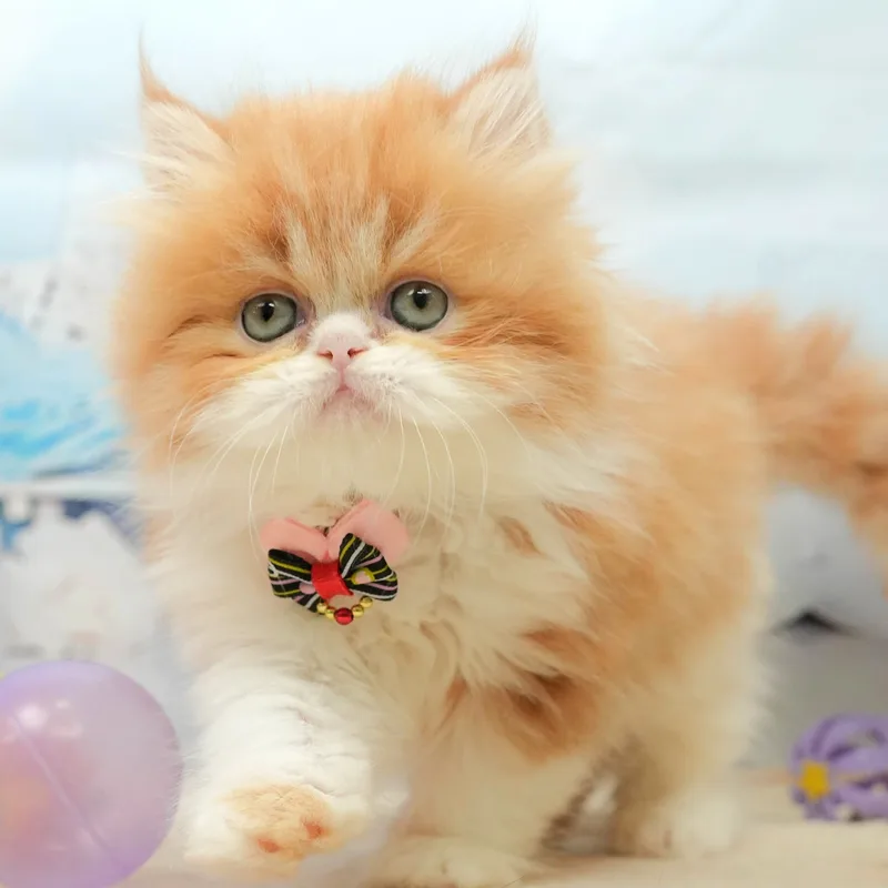 エキゾチックショートヘアの子猫 メス レッドタビー＆ホワイト - パピーヴィレッジ シラコバト