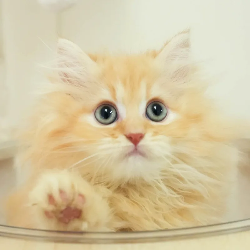 ミヌエットの子猫 オス レッド