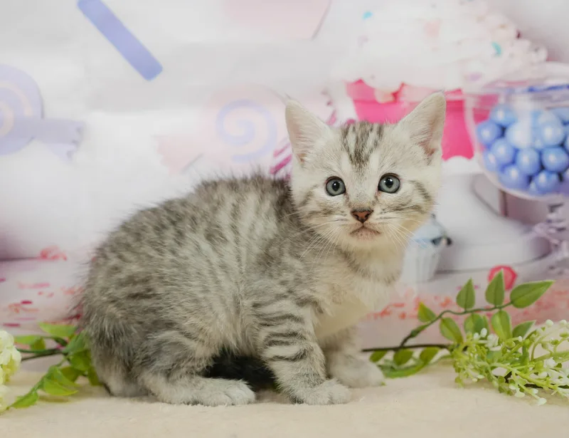 マンチカンの子猫 オス シルバータビー - パピーヴィレッジ コノハズク