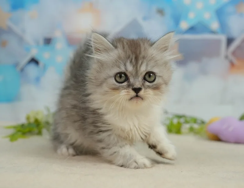 ミヌエットの子猫 オス シルバータビー - パピーヴィレッジ コノハズク