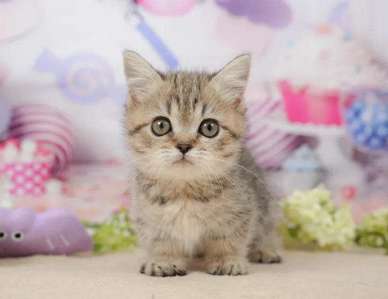 ミヌエットの子猫 メス ブラウンタビー - コスモスファーム