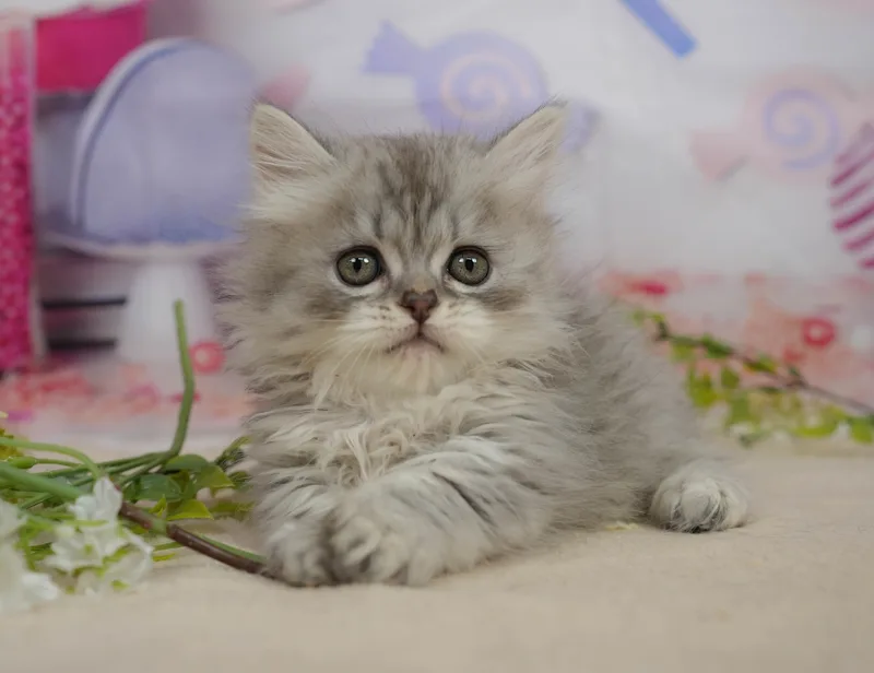 ミヌエットの子猫 オス シルバータビー - パピーヴィレッジ コノハズク