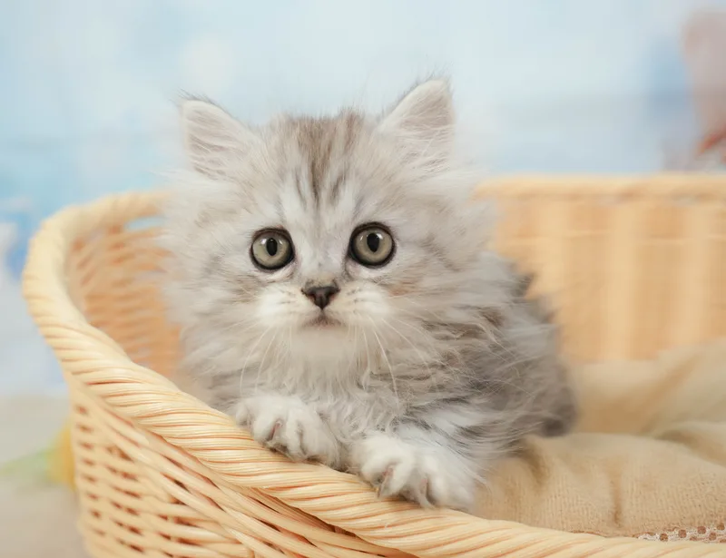 ミヌエットの子猫 オス シルバータビー - コスモスファーム