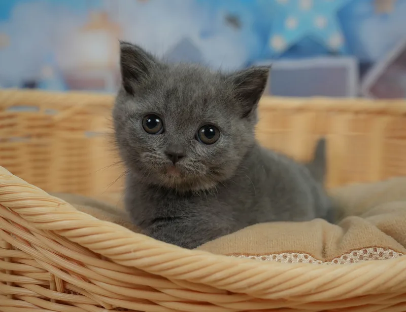 マンチカンの子猫 メス ブルークリーム