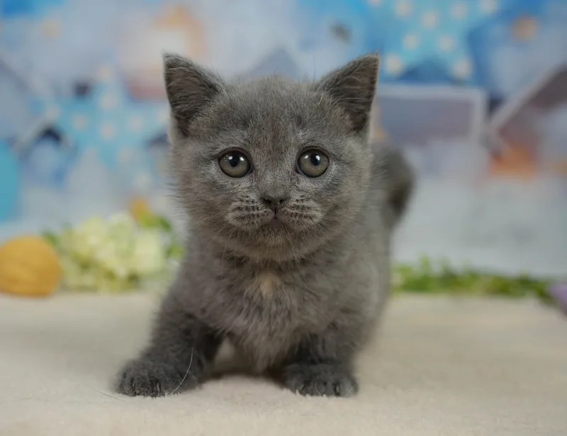 マンチカンの子猫 メス ブルークリーム
