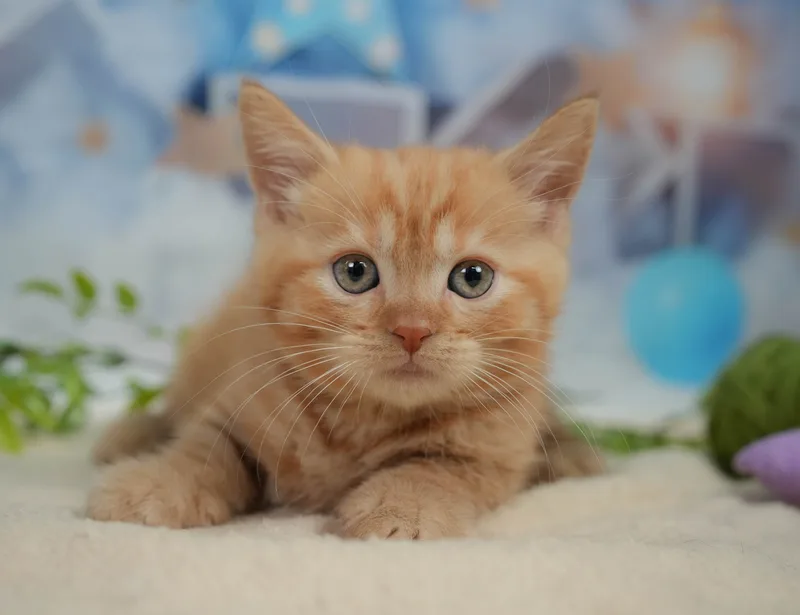 マンチカンの子猫 オス レッドタビー