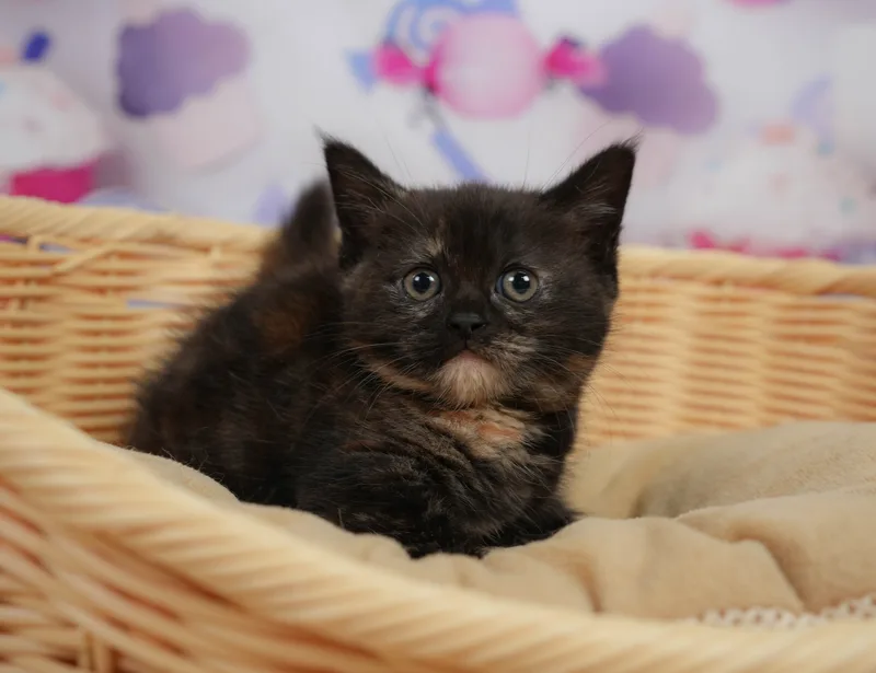 マンチカンの子猫 メス トーティ