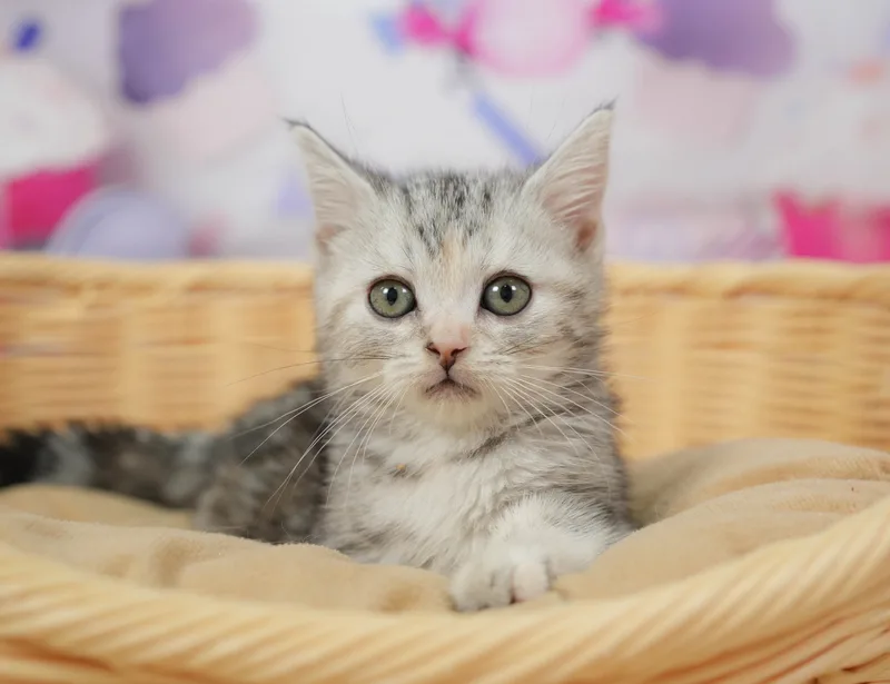 アメリカンショートヘアの子猫 メス シルバーパッチドタビー